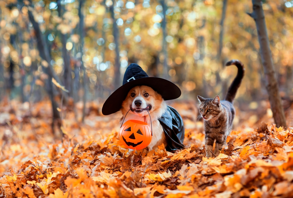 how to throw a pumpkin carving party