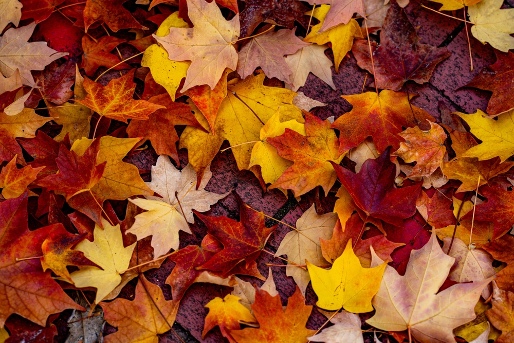 how to give your home an autumnal feel￼